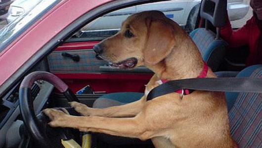 Say rượu lái xe, tài xế đổi chỗ cho chó để tránh bị phạt